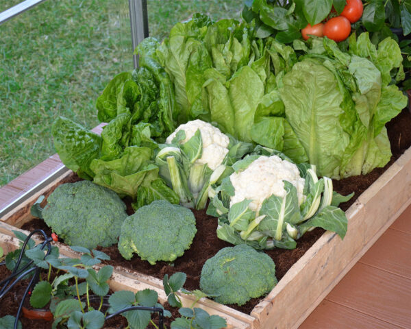Canopia By Palram Greenhouses drip irrigation kit - Image 4